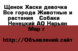 Щенок Хаски девочка - Все города Животные и растения » Собаки   . Ненецкий АО,Нарьян-Мар г.